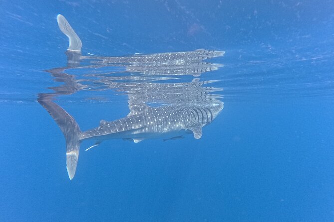 Snorkeling Experience at Ad Daymaniyat Islands in Muscat - What you might see beneath the surface