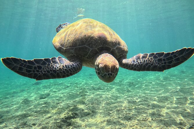 Snorkeling Experience at Ad Daymaniyat Islands in Muscat - The guides are a major part of the experience