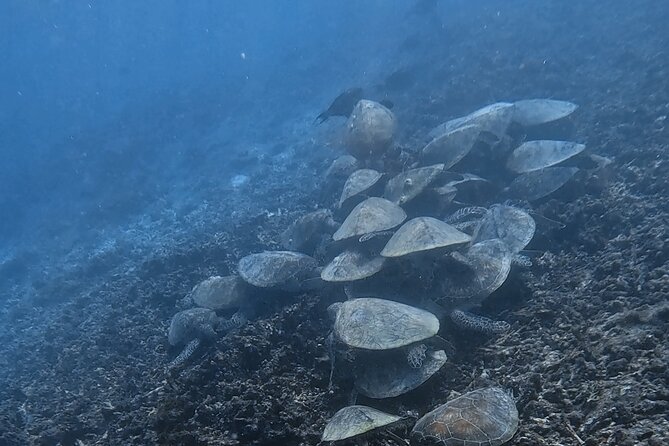 Snorkeling Experience at Ad Daymaniyat Islands in Muscat - Who will enjoy this outing most