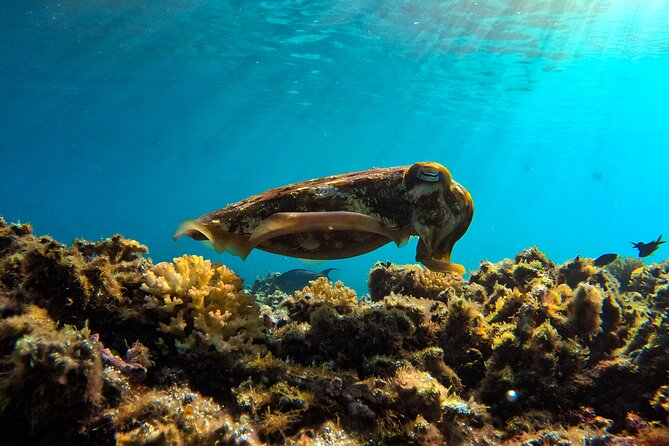 Snorkeling Experience at Ad Daymaniyat Islands in Muscat - Timing, weather, and what to keep in mind