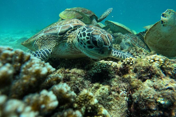 Snorkeling in Daymaniat Island - Why the boat setup matters