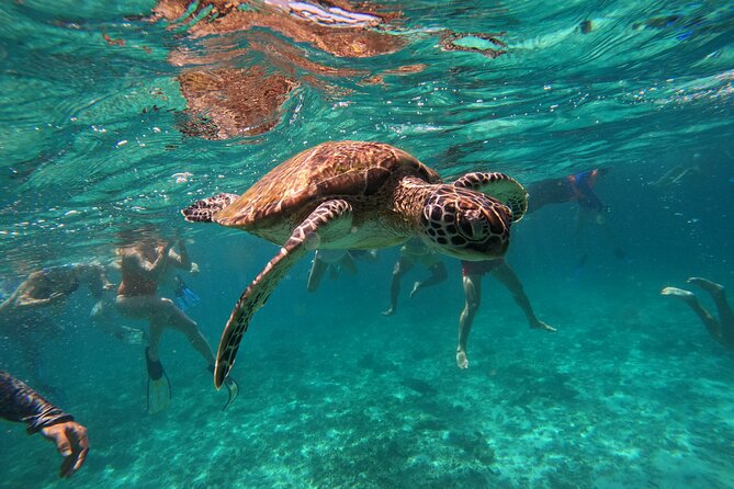 Snorkeling in Daymaniat Island - Price and value at $86