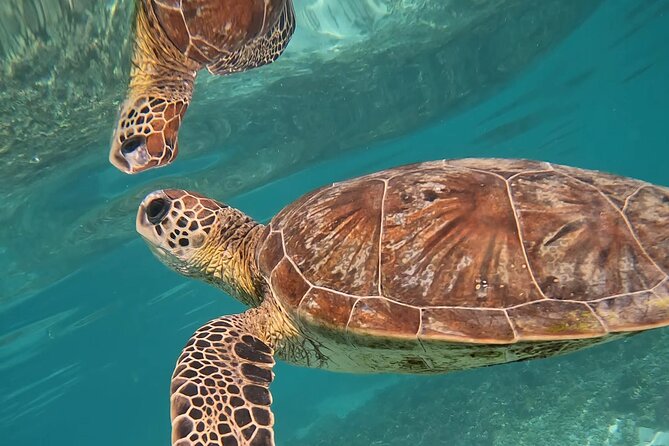 Snorkeling in Daymaniat Island - The meeting point is the main practical concern