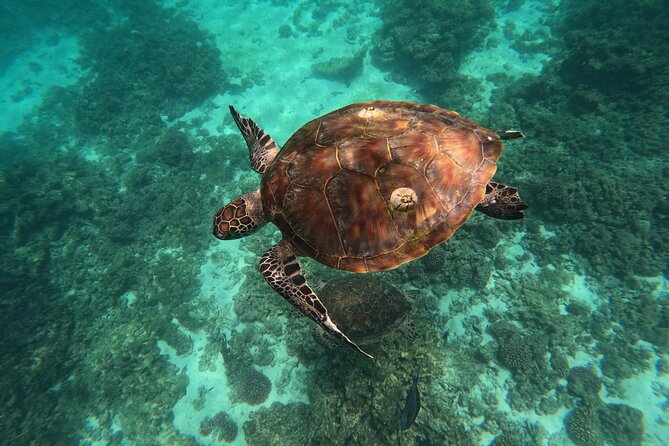 Snorkeling in Daymaniat Island - Who will enjoy this most