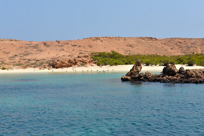 Snorkeling trips to Daymaniat Islands Sharing Trip - Key points at a glance
