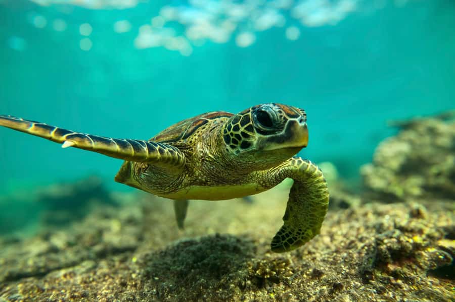 Snorkeling with turtles at Ad Daymaniyat Islands - Key points to know before booking