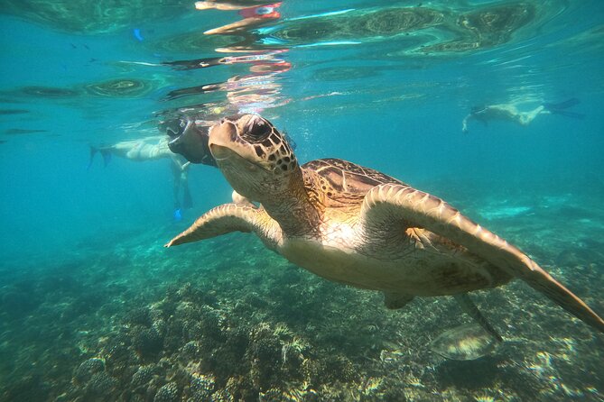 Snorkelling tours to Daymaniyat island - What you can see in the protected waters