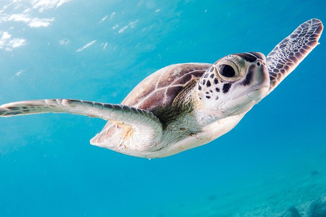 Snorkelling tours to Daymaniyat island - A practical morning at the marina