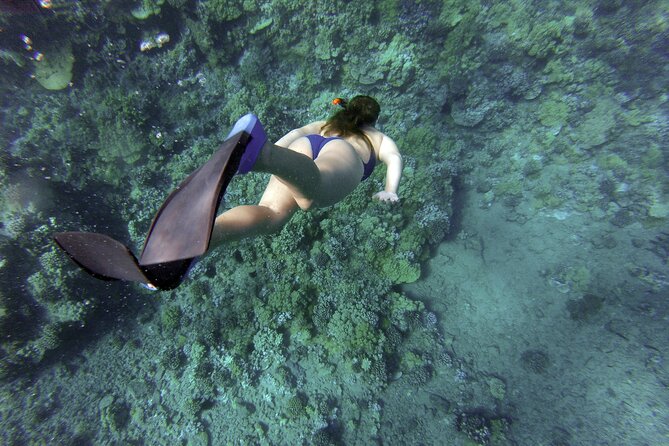 Snorkelling tours to Daymaniyat island - First snorkeling stop: more than a quick swim