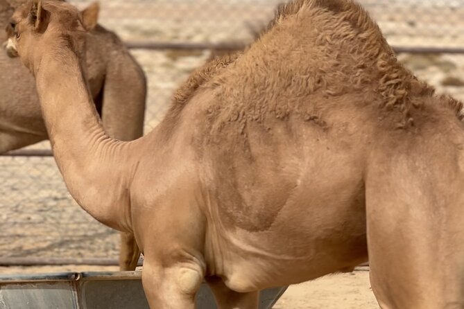 Sunset desert safari Salalah with Dinner in a Bedouins camp - What the guide and private format add