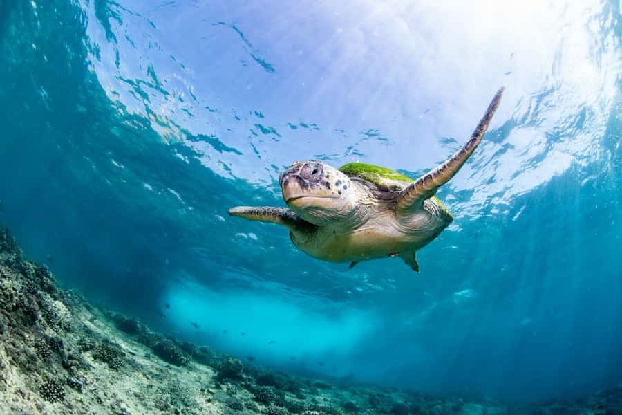 Try scuba Diving Tours To Daymaniyat Islands. - What happens before your first underwater session