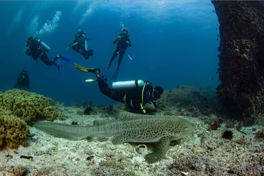 Try scuba Diving Tours To Daymaniyat Islands. - Try scuba or choose the certified option