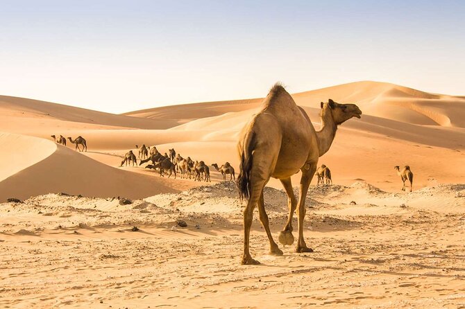 Wadi Bani Khaled & Desert Safari - Muscat, Oman - What the $220 price really covers