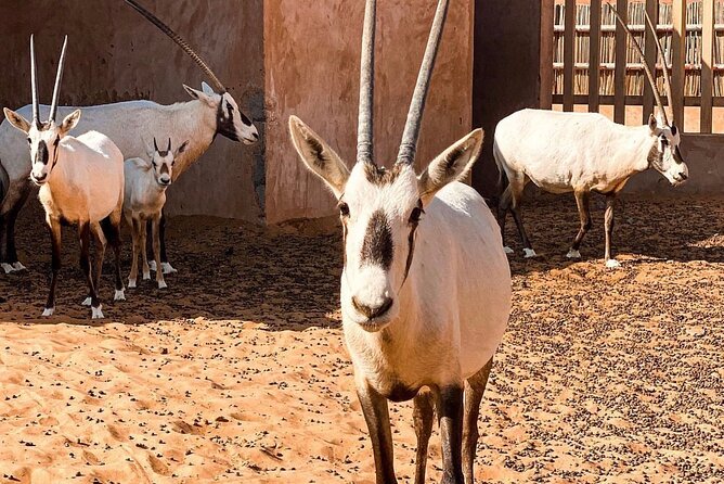 Wadi Bani Khaled & Desert Safari - Muscat, Oman - The guide can make or break a long day