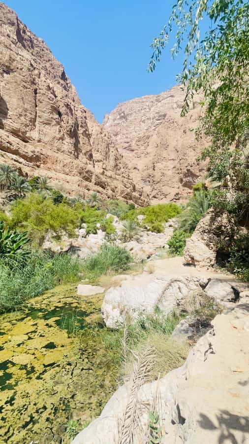 Wadi Shab Parking Meet the Local Guide for Self drivers - A 40-minute walk through the canyon