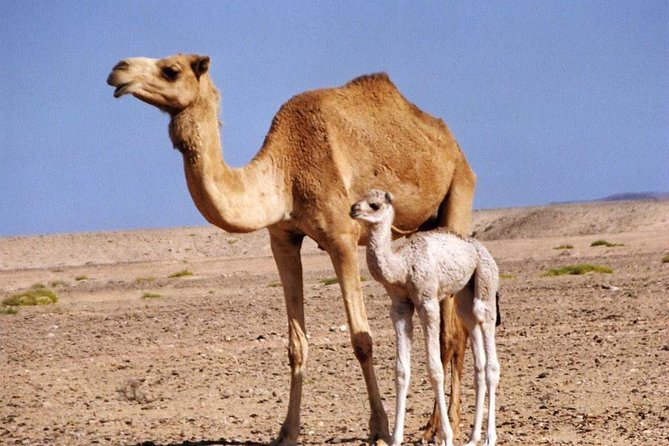 Wahiba Sands and Desert Safari from Muscat - Should you book this Wahiba Sands tour?