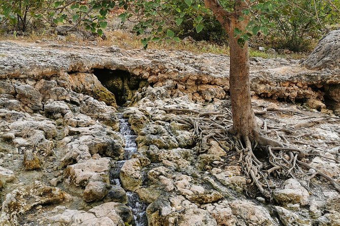 West Salalah, Al Mughsail Beach, White Beach, Frankincense Tree (Half day Tour) - Frankincense trees in their natural setting