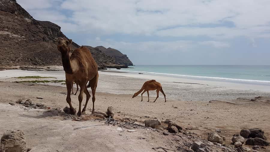 West Salalah: Caribbean of the Orient Fazayah Beaches & City - Lunch: optional, practical, and worth planning