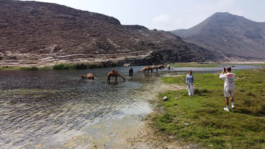 West Salalah Highlights: Coastal Wonders & Scenic Views - Frankincense trees and the story behind Dhofar