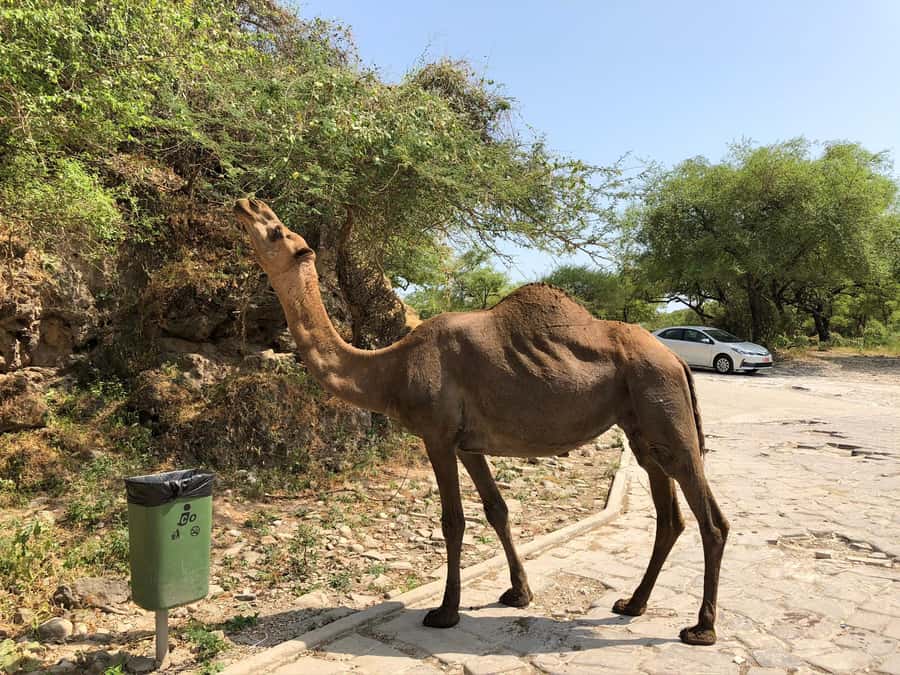 West Salalah Highlights: Coastal Wonders & Scenic Views - What to bring for the coast and hills