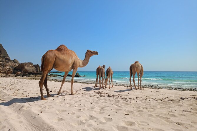 West Salalah Tour by VisitSalalah - What the guide adds to the day