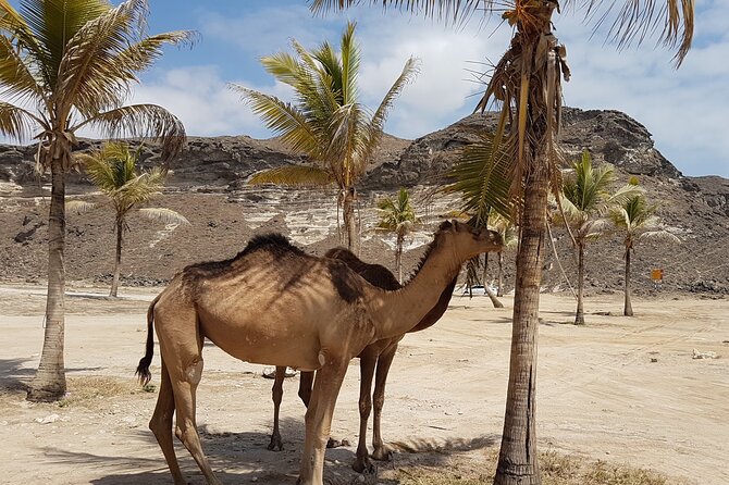 West Salalah Tour - Caribbean of Orient - Fazayah Beach with City - Afoul Beach, the quiet viewpoint stop