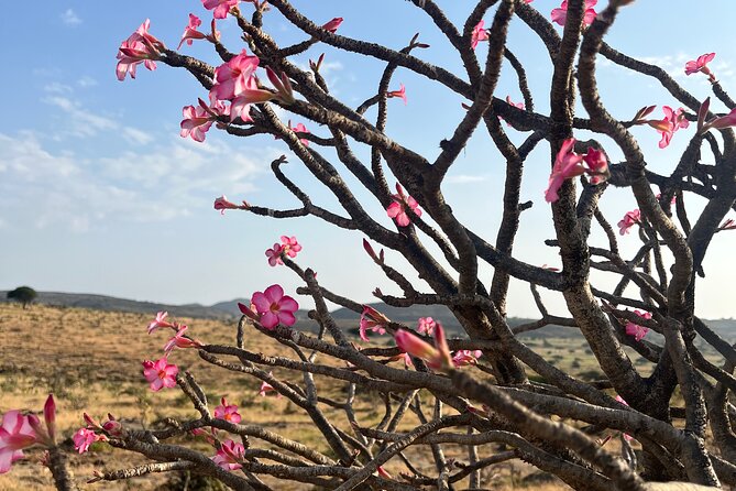 Your Salalah Tour-Your German speaking tour provider/mountain tour - Taqah: local life and the plateau view