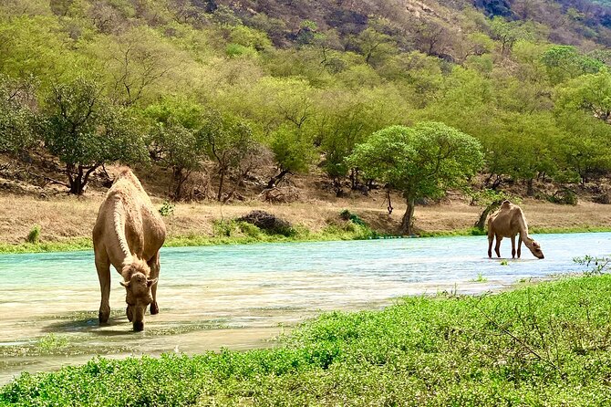 Your Salalah Tour-Your German speaking tour provider/mountain tour - Qeenak and the baobab trees